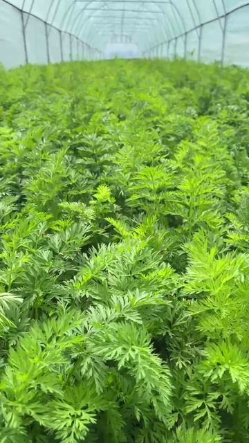 🌱 Посмотрите, какая морковь растёт у нас!