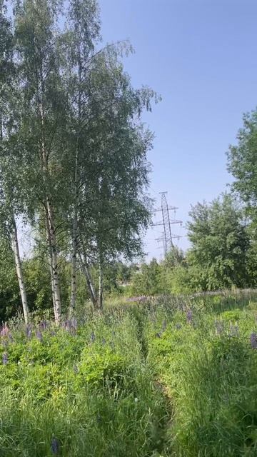 Полевые цветы