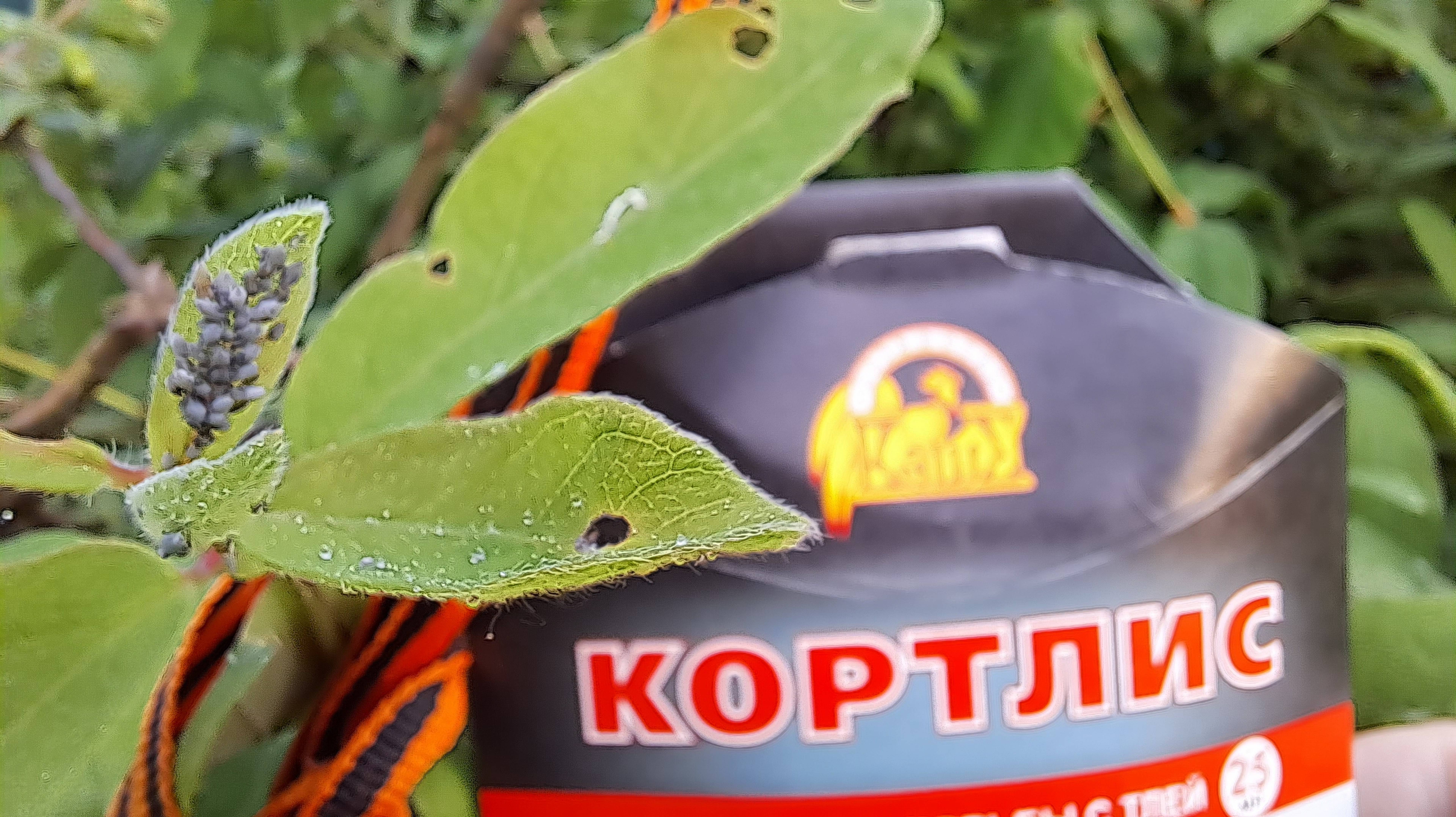 Обработка деревьев от тли с помощью препарата 'Кортлис'