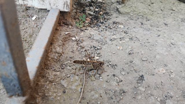 Саранча появилась
