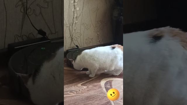 Немного НЕУДОБСТВА при ОГРОМНОМ УДОБСТВЕ! 🤗😁🤗 09.06.2025г. О кошках, о технике, о путешествиях.