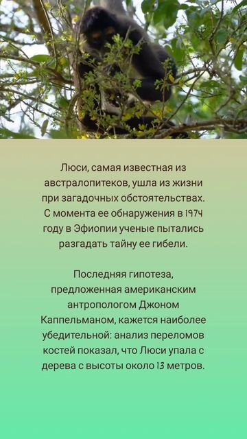Тайна гибели Люси: 3,18 млн лет назад 😟🌴🐒