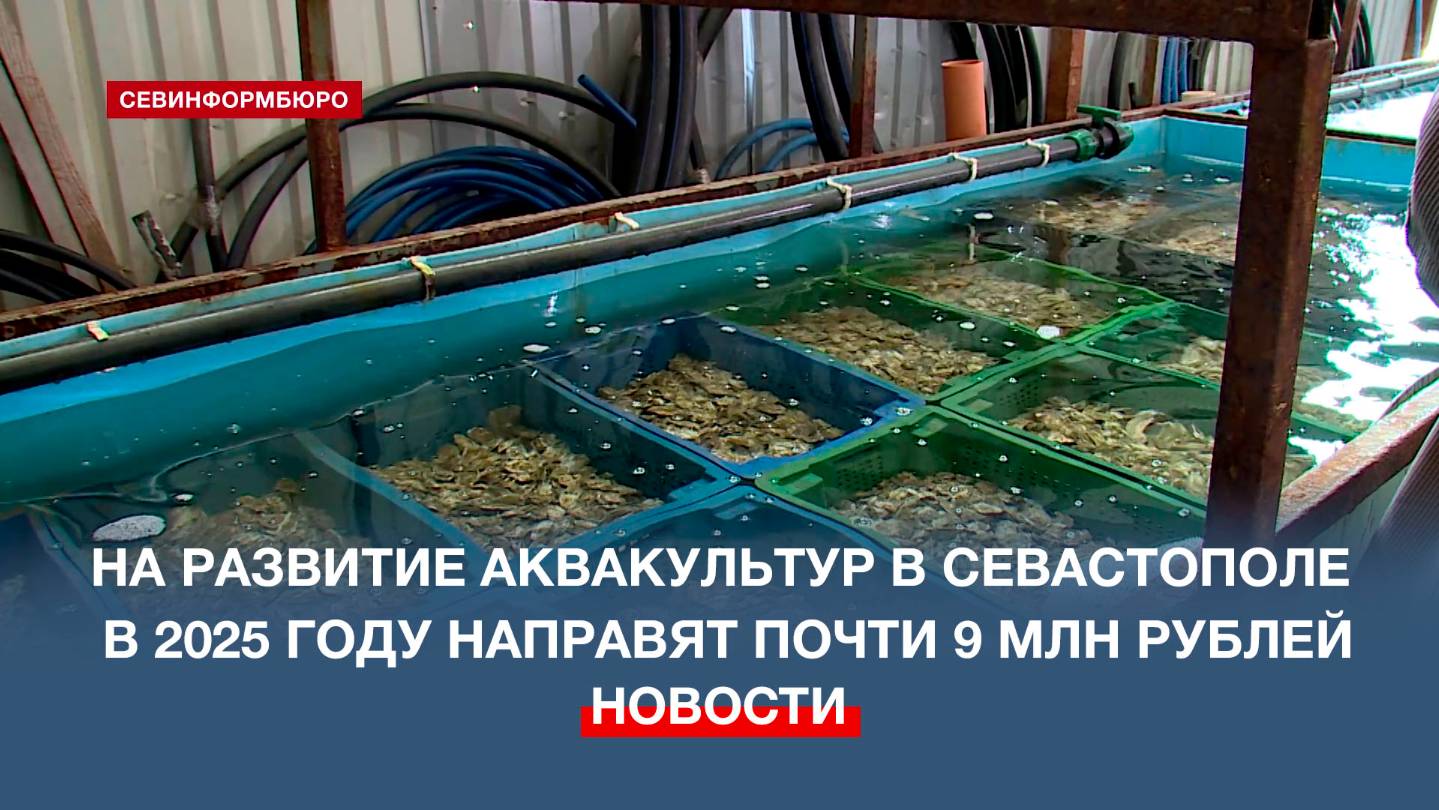 На развитие аквакультур в Севастополе в 2025 году направят почти 9 млн рублей