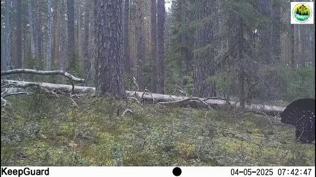 Глухарь в заповеднике "Кивач". 04-07.05.2025 г. Фотоловушка № 1