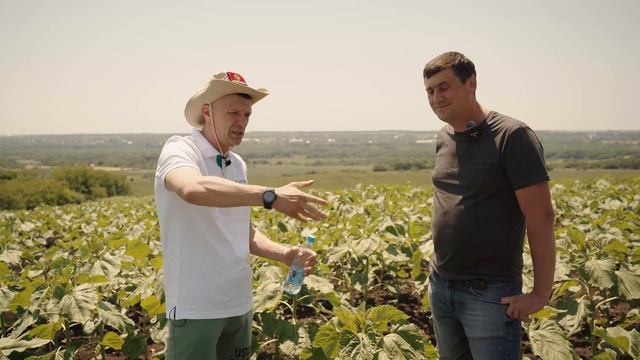 Семена подсолнечника, как сделать правильный выбор? Советы эксперта.