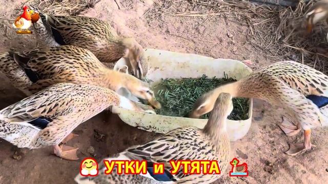 Утки с Утятами гармония во дворе 🦆🤗❣️(50)