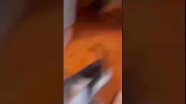 Котики