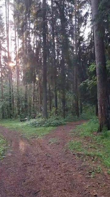 Невероятно красивое туманное утро.