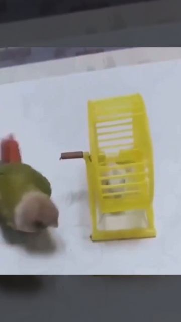 Попугай Хомяк Космонавты