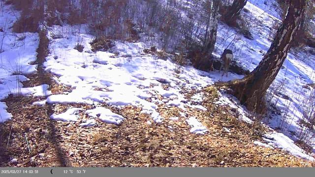 Оставил фотоловушку в лесу на тропе на 2 месяца. Часть: Первая