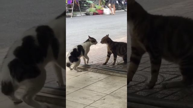 разговаривают злые котики
