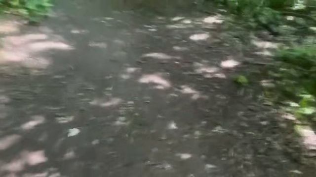 Столетние Свидетели: Сосны в Туманной Дымке