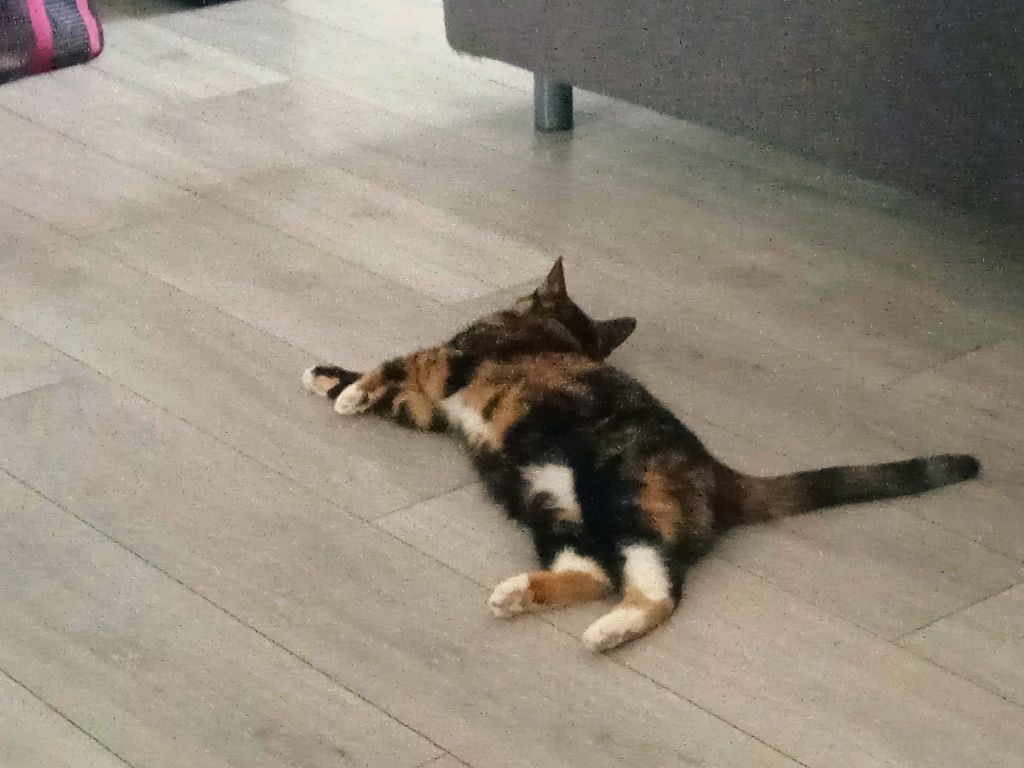 ffu