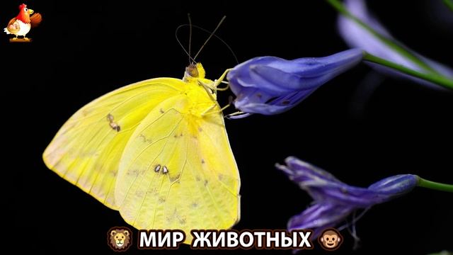 Животный мир планеты – красота и грация созданий Природы 🦁🦚🐵 Выпуск (105) 🐻🦉🦝