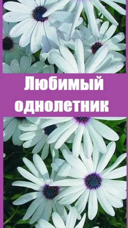 Остеоспермум - мой любимый однолетник!