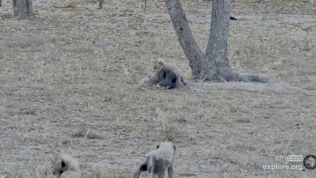 Птицы прилетели в гости- решили покушать -пока котята гуляют вдалеке