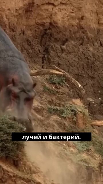 Когда бегемот расстроен, его пот красный