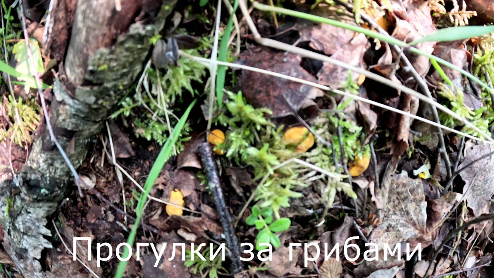 Прогулки за грибами.  Появились первые лисички.