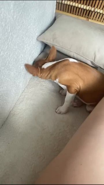 VID-20240823-WA0005.mp4