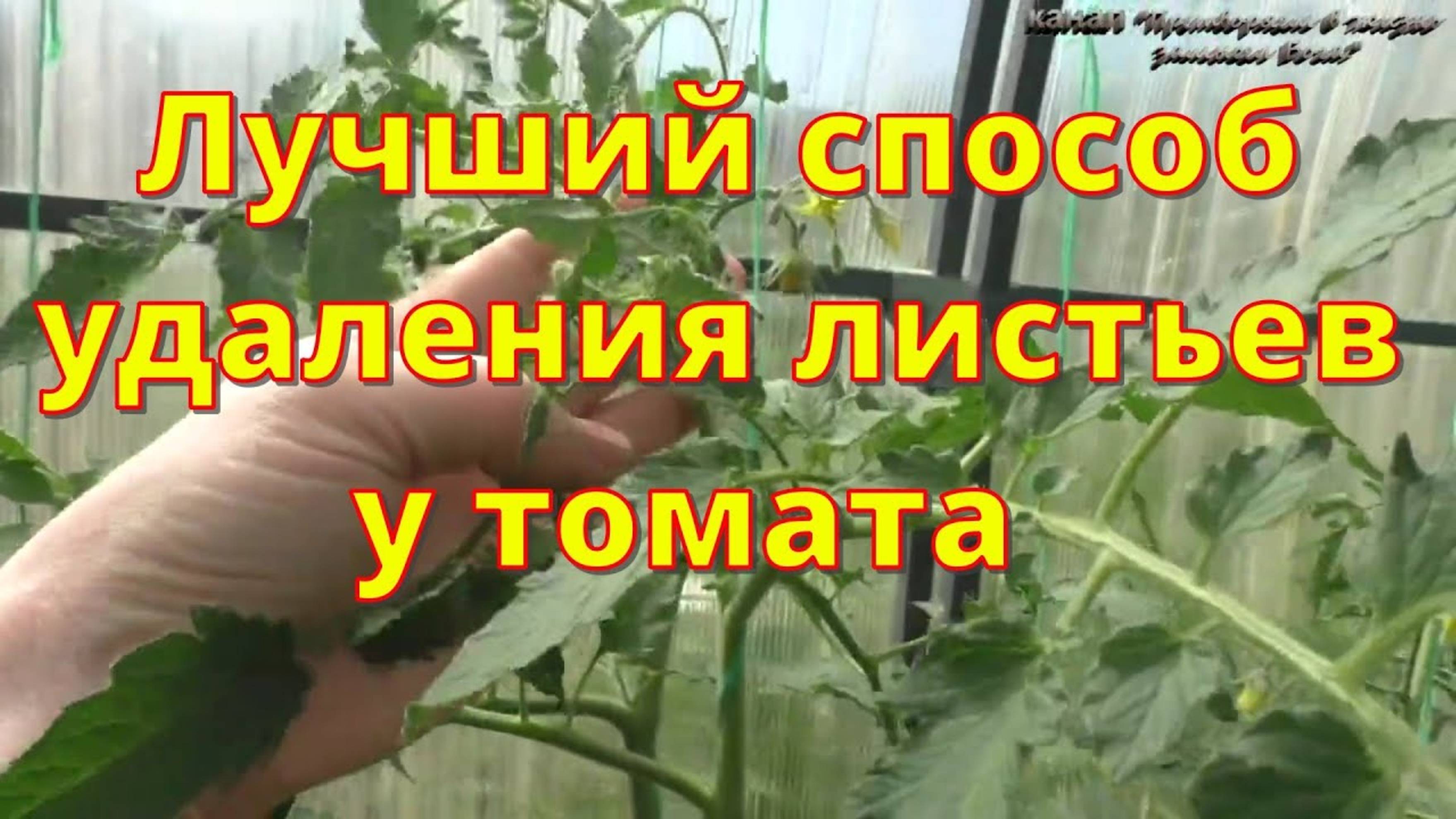 Как лучше удалять листья томатов, когда и зачем это делаем.