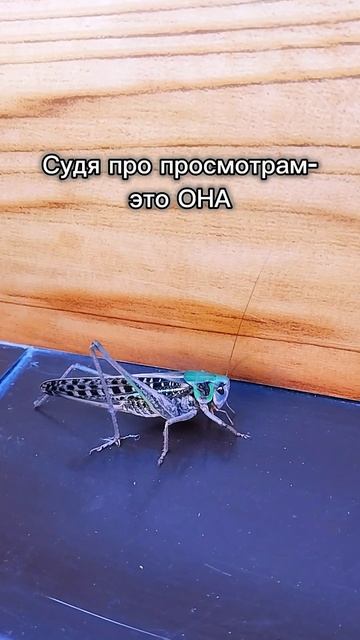 #блогер