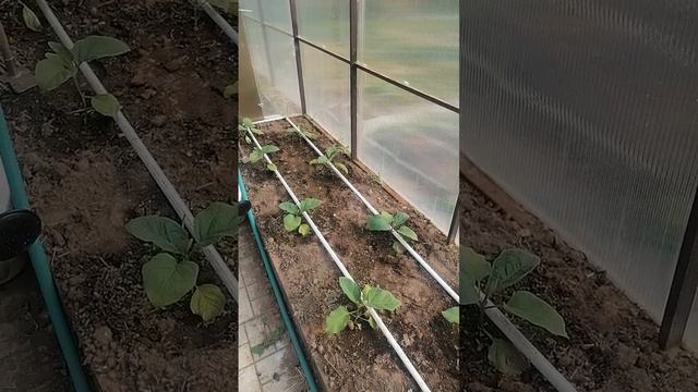 VID_20250610_164933.mp4
