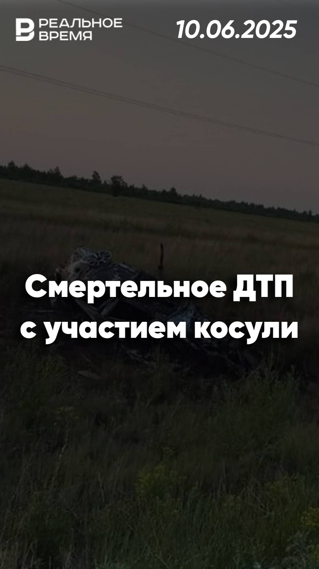 Смертельная встреча с косулей унесла жизни трёх человек
