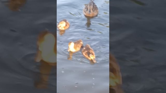 Дикий утки красивые