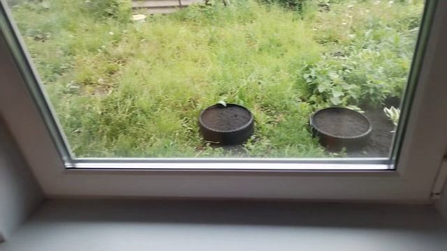 Весь день идёт дождь.☔ Помыла окно.🪟