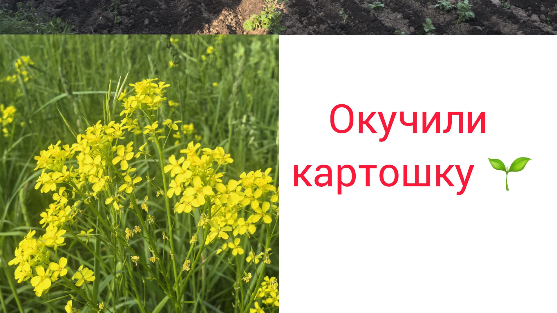 Окучили картошку, огород, деревня, влог