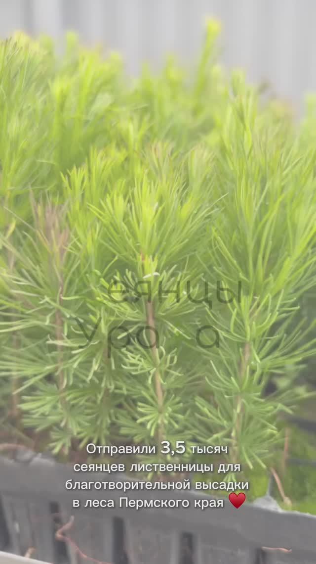 Экологическая акция