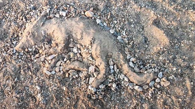 На закате 🌅: нашел на берегу собаку 🐩 - ни живую, ни мёртвую 😯 At sunset: I found a dog on the sh