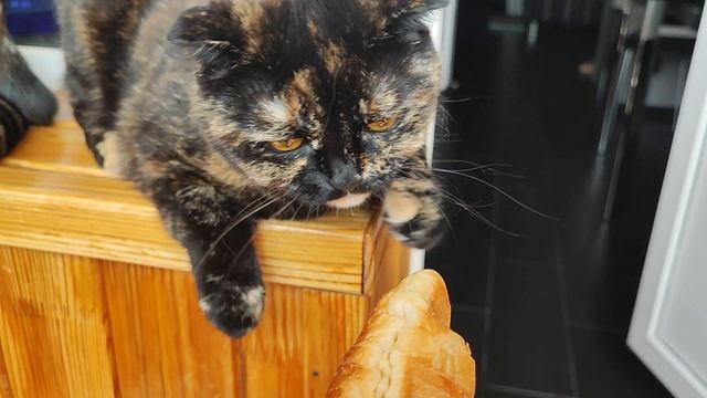 Кофе-брейк с любимушами☕😸🥐