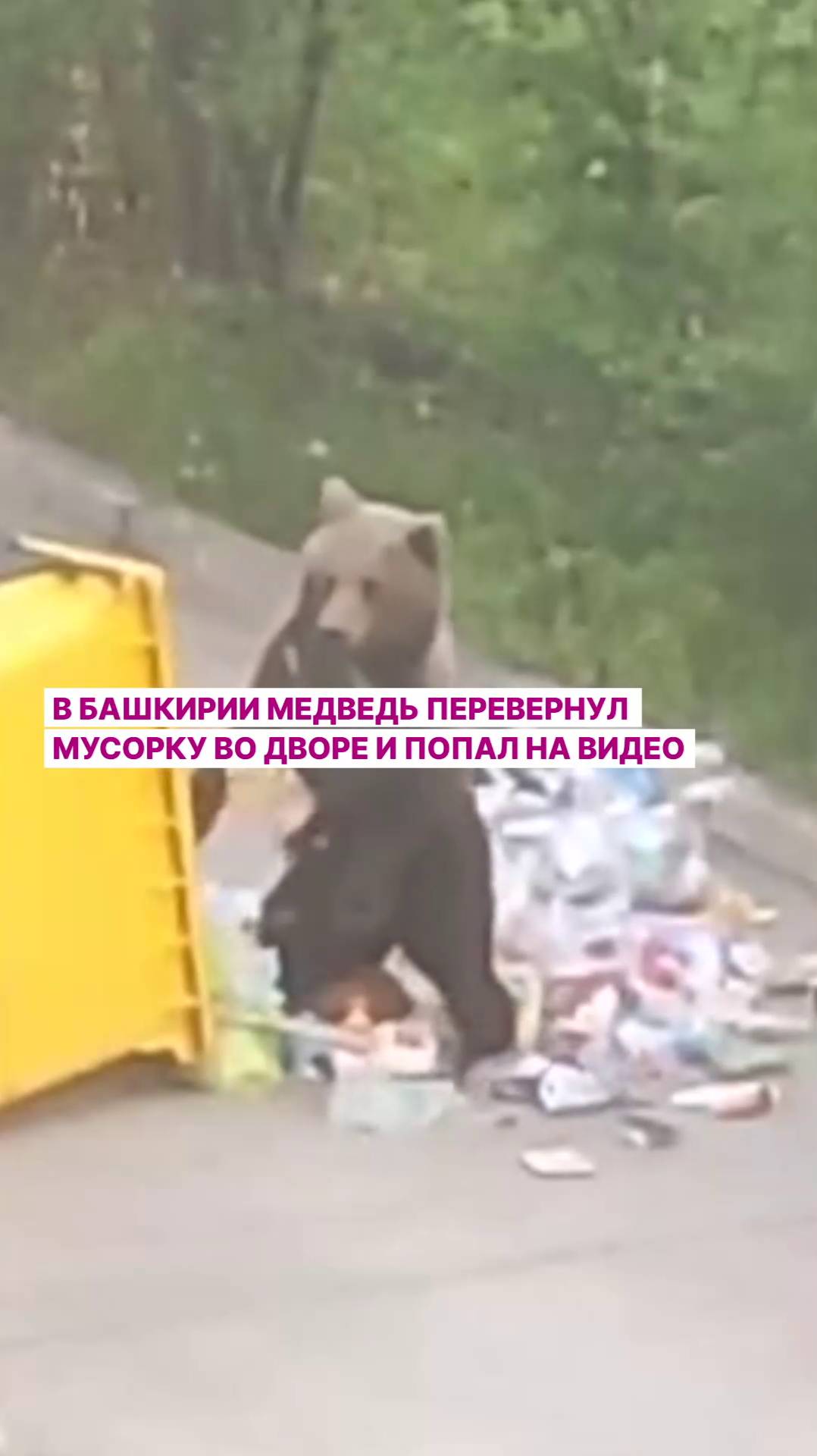 В Башкирии медведь перевернул мусорку во дворе и попал на видео