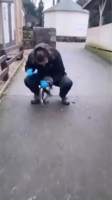 Пингвин и девушка