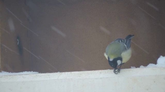 Две банальные БС-ки, мартовской зимой на кормушке, - и то хорошо