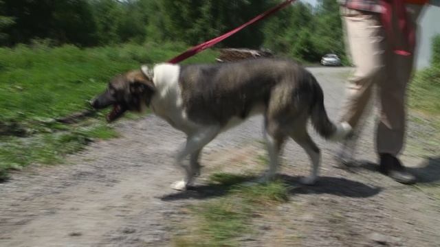 Ищу тебя, хозяин