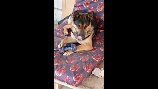 Собака. Том