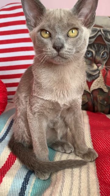 Кошечка бурма