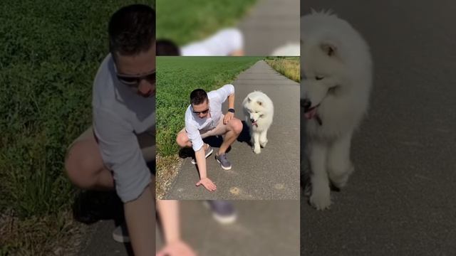 Как охладить собаку в жару