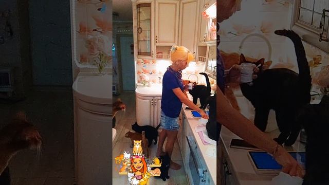 Мешаются ли 23 животных в квартире? Нет, если любишь 💓