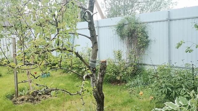 Обзор сада, огорода на 10.06.2025. 1часть