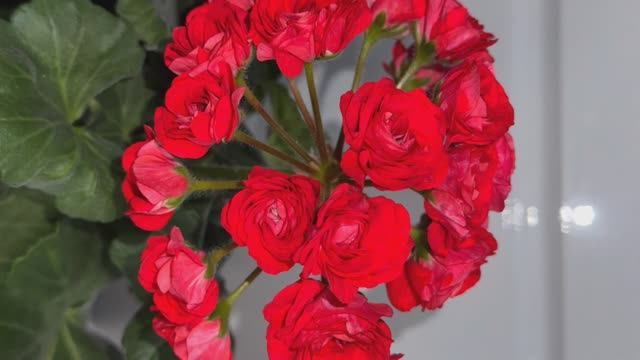 Подкорми так в ИЮНЕ ГЕРАНЬ и она завалит цветами все лето
