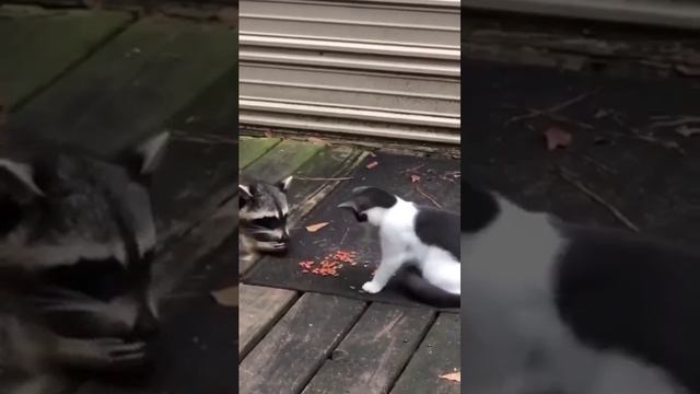 кот и еноты