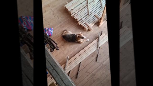 1000026006.mp4 (Собака следит за планированием приточно-вытяжной вентиляции в доме А-фрейм)