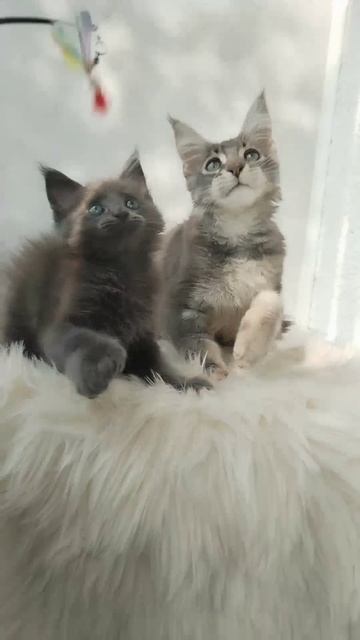 Наши мальчики играют - Ромул - 2 месяца и Паскаль - 4 месяца