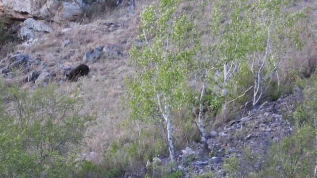 Медведица с медвежатами в Сохондинском заповеднике