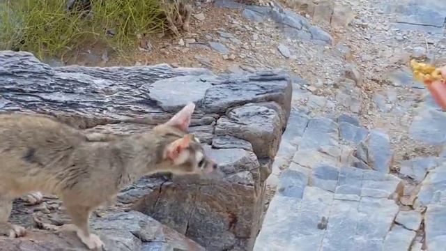 Какомицли — очаровательный зверек, о котором вы никогда не слышали