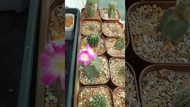 Aztekium valdezii Ацтекиум
