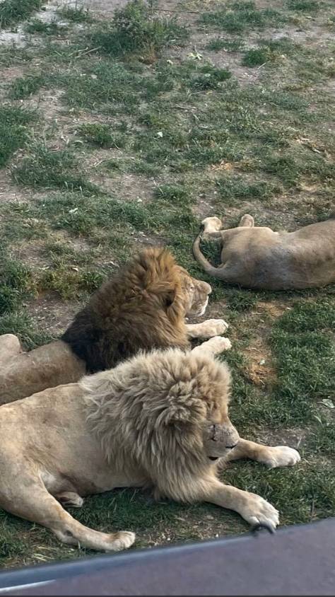 Животные Тайгана #тайган #животные #забавныеживотные #звери #Крым #Россия #паркльвов